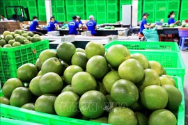 Le pamplemousse frais du Vietnam autorisé à exporter vers la République de Corée