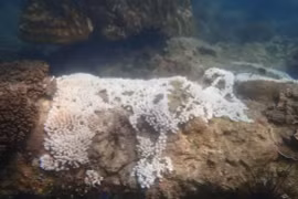 Plus de 50 % des récifs des parcs marins de Malaisie touchés par le blanchissement. Photo: Department of Fisheries Johor