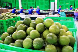 Le pamplemousse frais du Vietnam autorisé à exporter vers la République de Corée