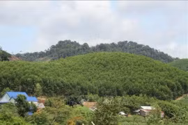 Depuis le milieu des années 2000, de nombreuses entreprises ont déployé des programmes et des projets de crédits carbone. Photo : VNA