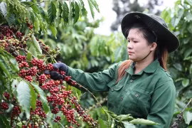 Un ouvrier récolte du café dans la province de Dak Lak, dans les Hauts plateaux du centre. (Photo : VNA)