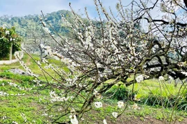 Le floraison précoce des pruniers sur le plateau de Môc Châu épate les visiteurs