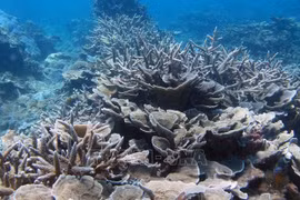 Promotion de la préservation de la biodiversité et des écosystèmes marins