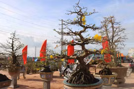Les villages d’abricotiers de Nhon An à l’approche du Têt