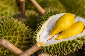 2023 promet d'être une année d'accélération des exportations nationales de durian
