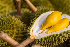2023 promet d'être une année d'accélération des exportations nationales de durian