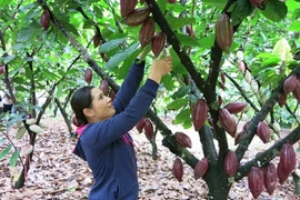 Ba Ria – Vung Tau: développer la culture bio du cacaoyer