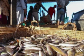 Les exportations de produits aquatiques du Cambodge reculent de plus de 84%