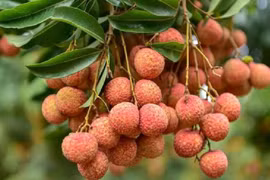 Les ventes de litchi de la province de Bac Giang sont fructueuses