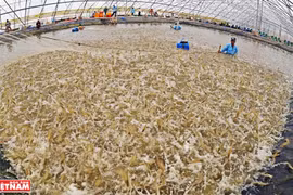 Le Vietnam ambitionne d'exportater 4 milliards de dollars des crevettes cette année