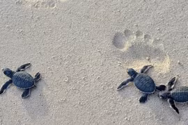 Conservation et protection des populations et des habitats des tortues marines