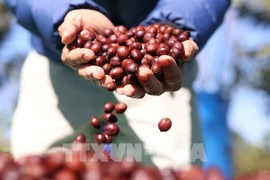 L'ambition de Buôn Ma Thuôt de devenir la capitale mondiale du café