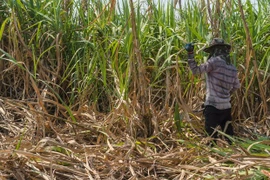 Les exportations de sucre de la Thaïlande vers la Chine en hausse grâce à l’ACFTA