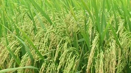 L'institut de recherche sur le riz coopèrent pour développer des variétés de riz de race pure