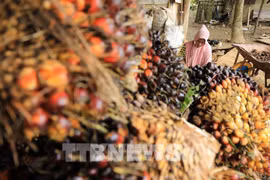 L'Indonésie impose des ventes intérieures obligatoires d'huile de palme