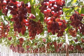  Ninh Thuan développe de nombreuses variétés de cépages à rendement élevé