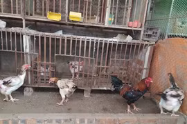 Coopération vietnamo-belge : développer l’élevage de races locales de poulets avec succès