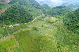 Plantation des arbres fruitiers du dragon - Direction prospective des minorités de Son La 