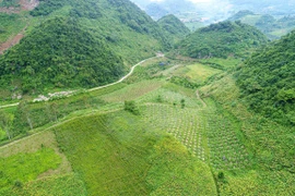 Plantation des arbres fruitiers du dragon - Direction prospective des minorités de Son La 