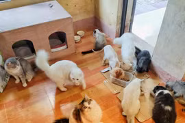 L’AFP met en avant un café pour chats spécial à Hanoi 