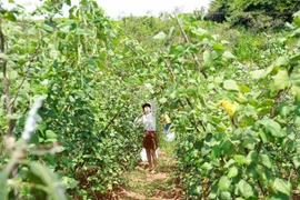 Un peu d’agrotourisme à Môc Châu