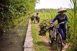 La BAD aide l’Indonésie à atteindre la sécurité alimentaire