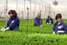 L’agriculture high-tech prend son envol au Vietnam