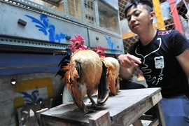 L'élevage de la plus petite race de poules domestiques rapporte gros