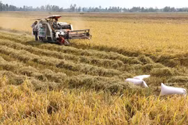 Cân Tho et l’américain BESI coopèrent dans la production de biomasse