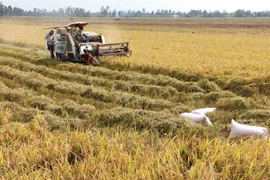 Cân Tho et l’américain BESI coopèrent dans la production de biomasse