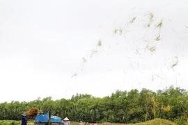 L’australien Sunrice veut se renforcer dans le riz à Cân Tho