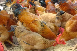 L’Arabie saoudite suspend l’importation de volailles du Vietnam