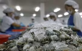 Les exportateurs de crevettes misent sur le marché de fin d’année