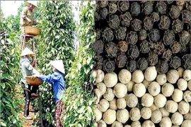 Le Vietnam invite l’Inde à reprendre certaines importations agricoles vietnamiennes