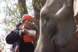 Les éléphants chez les M’Nong