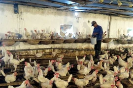 Le Vietnam exportera pour la première fois de la viande de poulet au Japon