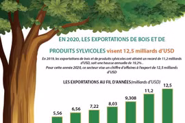 En 2020, les exportations de bois et de produits sylvicoles visent 12,5 milliards d’USD