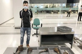 Can Tho : près de 30 kg soupçonnés de corne de rhinocéros saisis 
