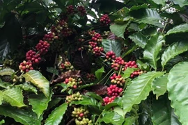 Après deux ans d’absence, le Festival du café fait son retour en 2023 à Buon Ma Thuot 