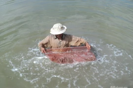 Etude des espèces de coquillages venimeux à Phu Quoc