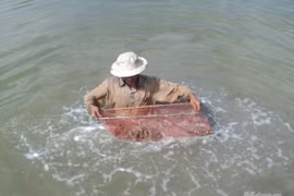 Etude des espèces de coquillages venimeux à Phu Quoc