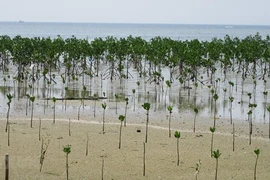 Lancement de l'initiative verte de l'ASEAN