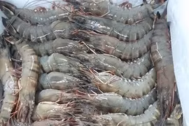 Crevetticulture à Soc Trang : de bonnes recettes en dépit de la pandémie de COVID-19