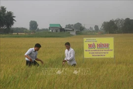Tien Giang cultive du riz bio selon les normes européennes