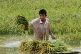 Le PM cambodgien appelle à une diversification du marché à l’export du riz