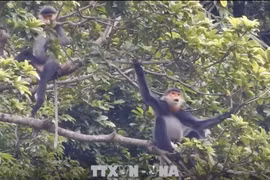 Harmonie entre les moyens d'existence humains et les habitats d'animaux rares