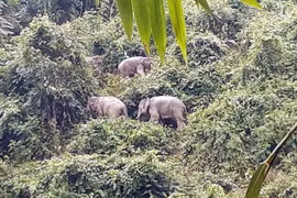 Protéger les derniers éléphants sauvages de Quang Nam