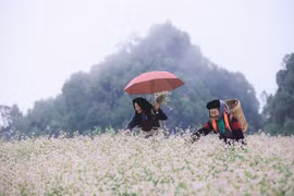 Une kyrielle d’activités attrayantes au Festival de la fleur de sarrasin 2022 à Ha Giang