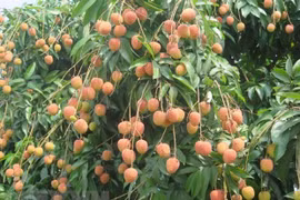 Le litchi "thiêu" de Bac Giang est une marque protégée dans huit pays