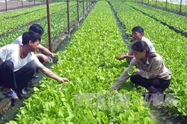 Des entreprises japonaises souhaitent investir dans l'agriculture de haute technologie à Bac Lieu